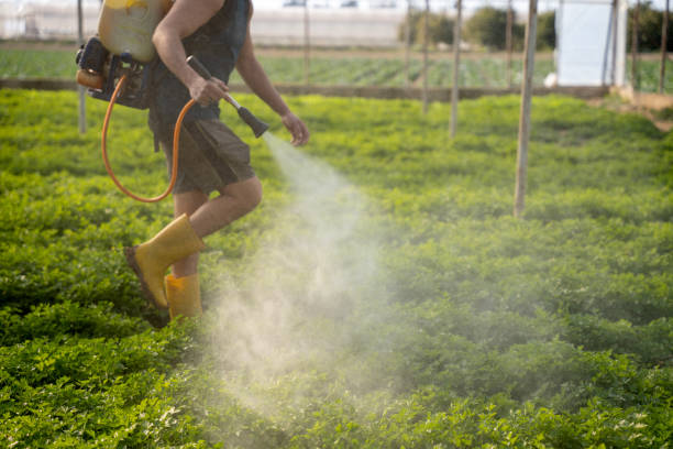 Best Affordable Pest Control Services  in Burlingame, CA