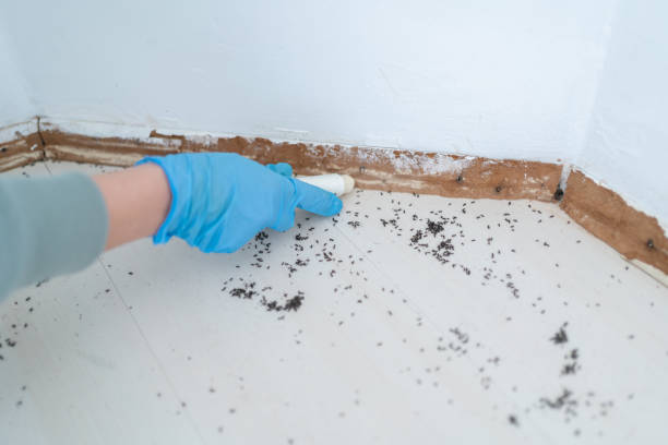Best Insect Control  in Burlingame, CA
